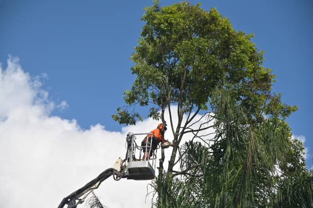 How Our Tree Care Process Works  in  Glasgow, KY